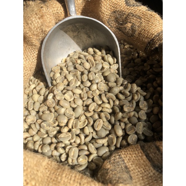 CÀ PHÊ NHÂN SỐNG - ARABICA (CÀ PHÊ CHÈ)